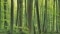Bild på en skog